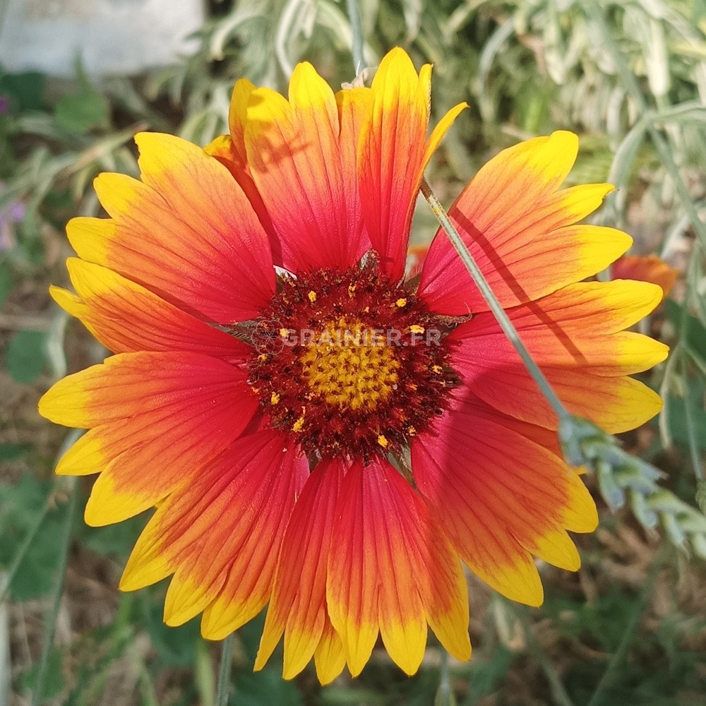 Mélange De Graines De Fleurs Vivaces Grandes (1 Gramme) - Pour Massifs Colorés Et Bouquets - Hauteur 50-100cm